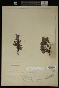 Image Associated With the Occurrence