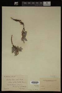 Image Associated With the Occurrence