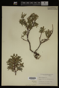 Image Associated With the Occurrence