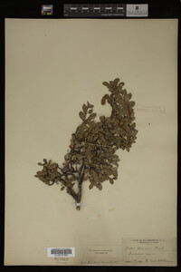 Image Associated With the Occurrence