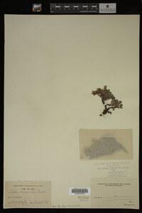 Image Associated With the Occurrence
