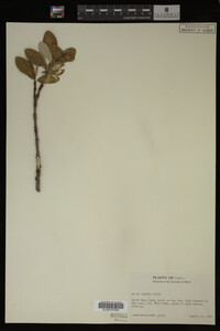 Image Associated With the Occurrence
