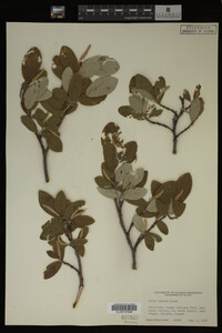 Image Associated With the Occurrence