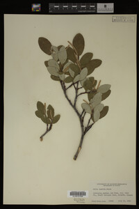 Image Associated With the Occurrence