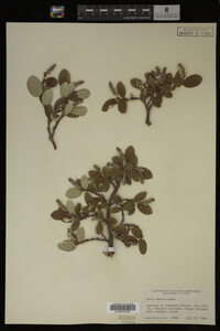 Image Associated With the Occurrence