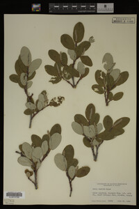 Image Associated With the Occurrence
