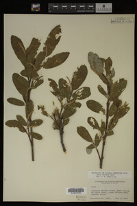 Image Associated With the Occurrence