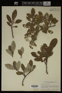 Image Associated With the Occurrence
