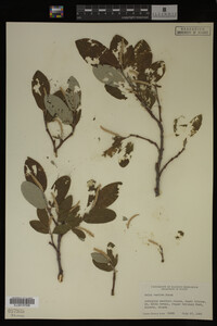 Image Associated With the Occurrence