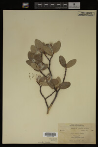 Image Associated With the Occurrence