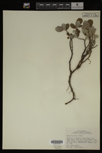 Image Associated With the Occurrence