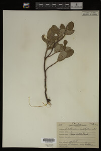 Image Associated With the Occurrence