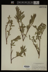 Salix wolfii image