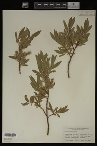 Salix wolfii image