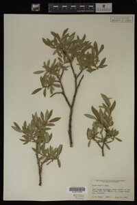 Salix wolfii image