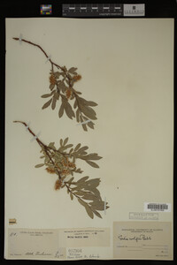 Salix wolfii image