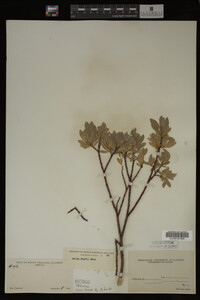 Salix wolfii image