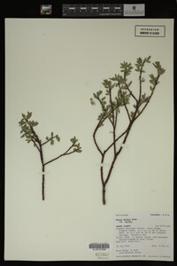 Salix wolfii image