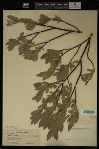Salix wolfii image