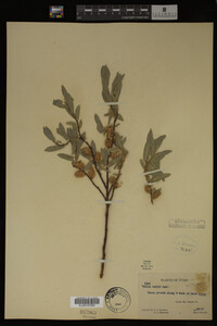 Salix wolfii image