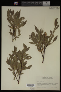 Image Associated With the Occurrence