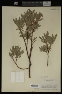 Salix wolfii image