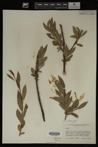 Image Associated With the Occurrence