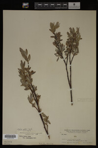 Salix wolfii image