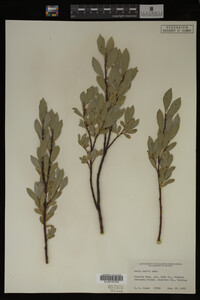 Image Associated With the Occurrence