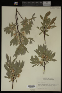 Image Associated With the Occurrence