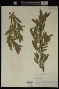 Image Associated With the Occurrence