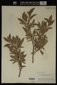 Image Associated With the Occurrence