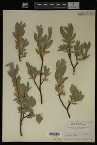 Salix wolfii image