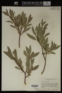 Image Associated With the Occurrence