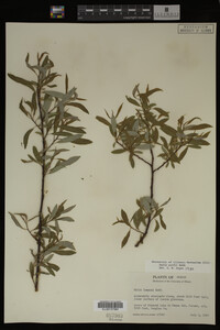 Image Associated With the Occurrence