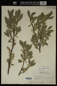 Salix wolfii image