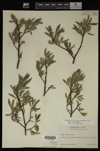 Salix wolfii image