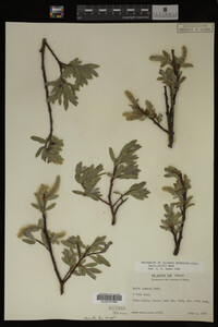 Image Associated With the Occurrence
