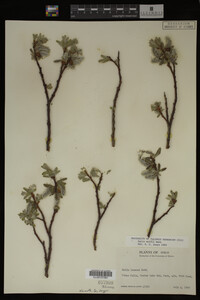 Salix wolfii image