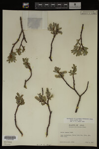 Image Associated With the Occurrence