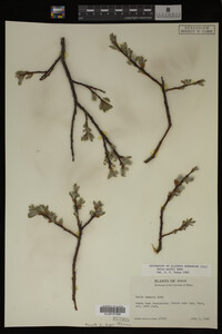 Salix wolfii image