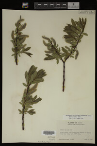 Image Associated With the Occurrence