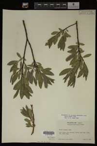Salix wolfii image