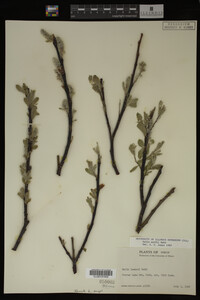 Salix wolfii image