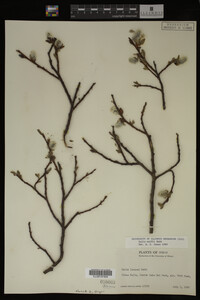 Salix wolfii image