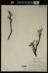 Image Associated With the Occurrence