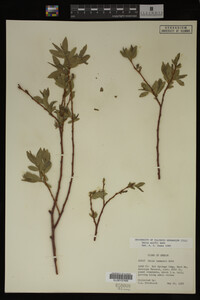 Image Associated With the Occurrence