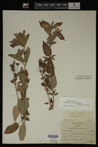 Image Associated With the Occurrence