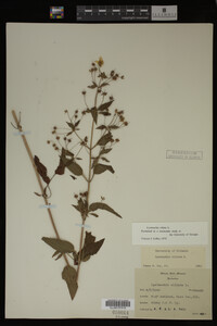 Image Associated With the Occurrence