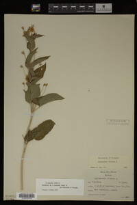 Image Associated With the Occurrence
